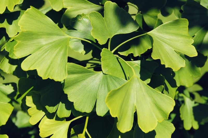 ginkmedis