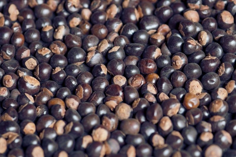 guarana
