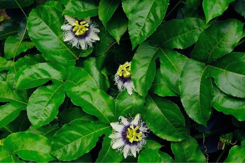 raudonziedes pasifloros